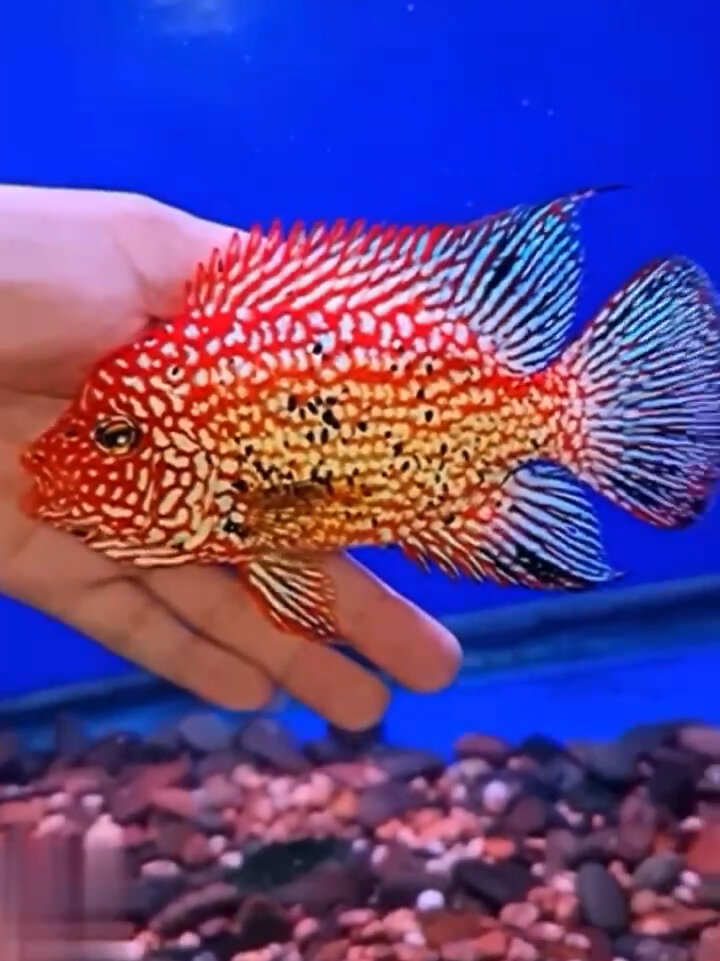 红德萨罗汉鱼、泰国进口、漂亮