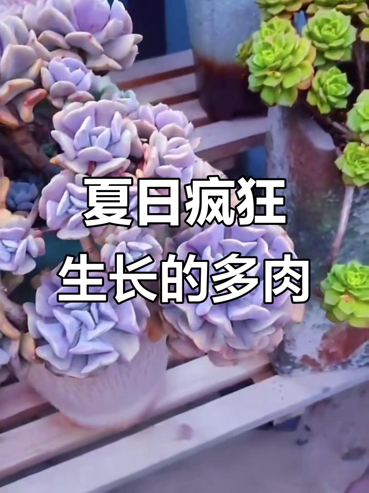 夏季疯长多肉植物推荐,十款最适合的品种