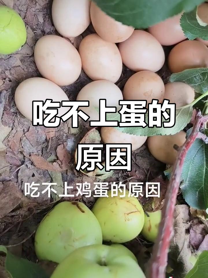 母鸡抱窝找不到鸡蛋,原来是这个原因!