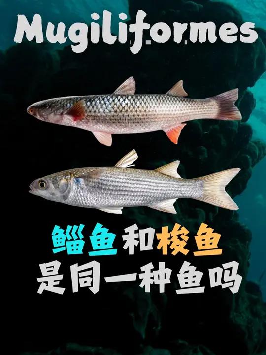 神奇生物在抖音:鲻鱼和梭鱼是同一种鱼吗?连资深钓鱼佬都分不清