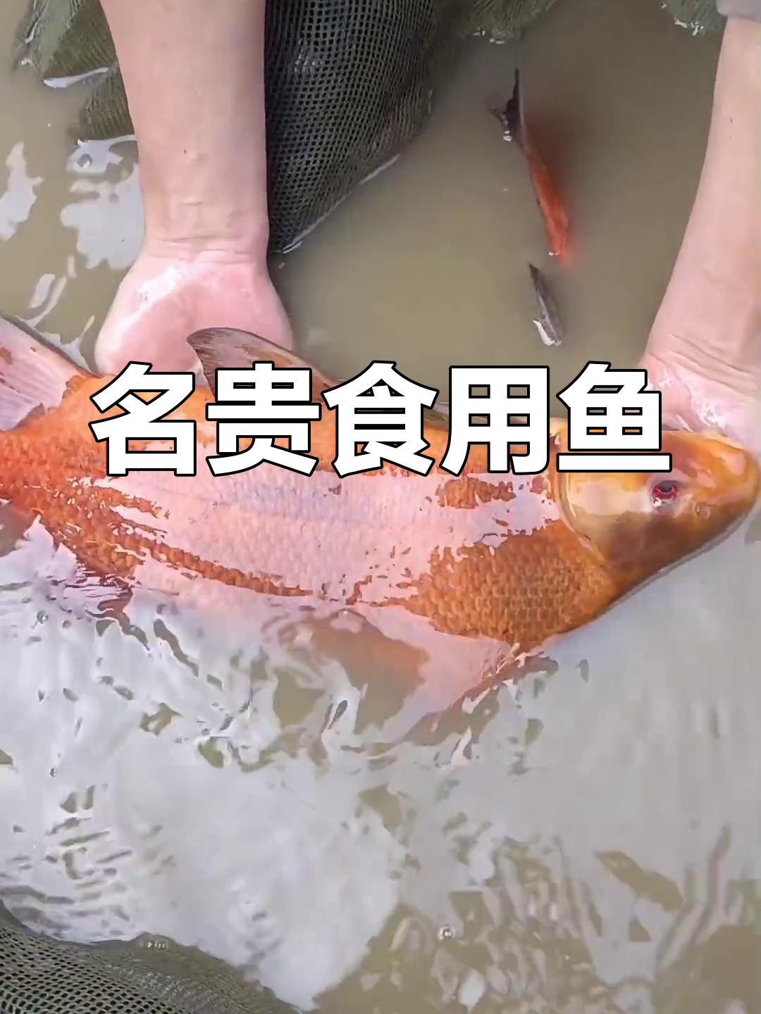 胭脂鱼:美味养殖新选择