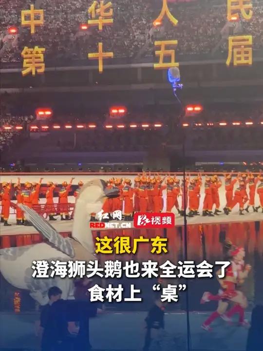 这很广东!澄海狮头鹅也来全运会了!11月9日晚,第十五届全运会开幕式暖场表演上,萌趣澄海狮
