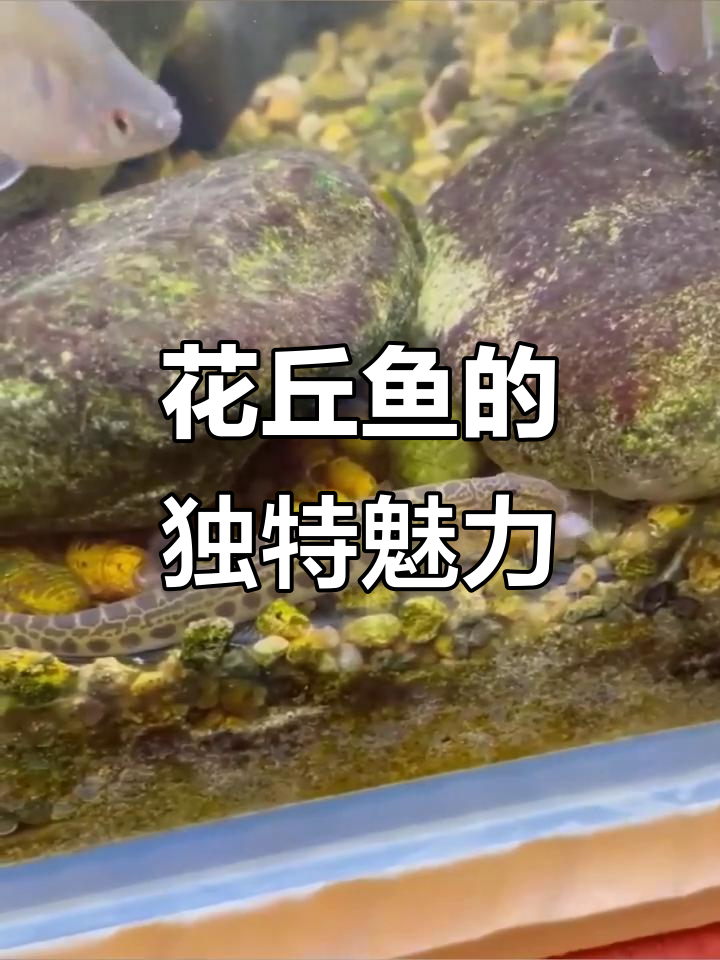 中华花鳅：从江河到小溪，美丽又胆小的底栖鱼