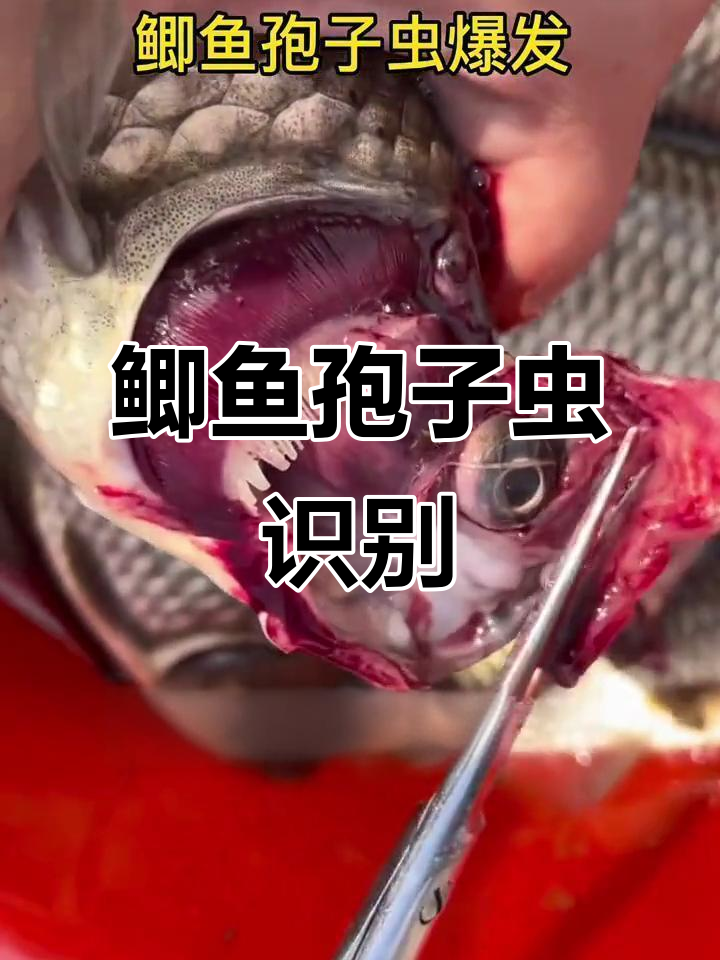 鲫鱼孢子虫揭秘:如何判断并处理