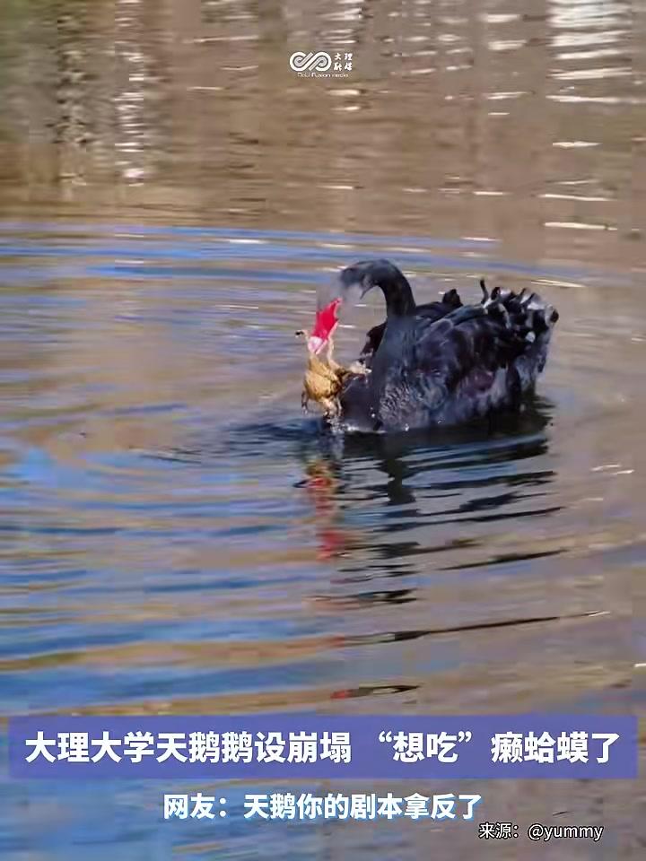 大理大学黑天鹅鹅设崩塌,天鹅想吃癞蛤蟆肉!癞蛤蟆:为我发声!#天鹅#动物世界#生态环境#大