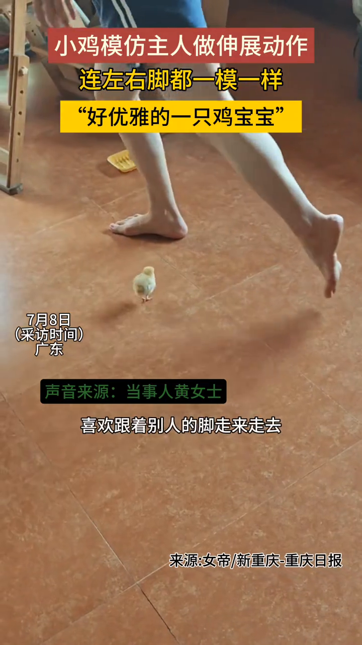 小鸡模仿主人做伸展动作，连左右脚都一模一样！