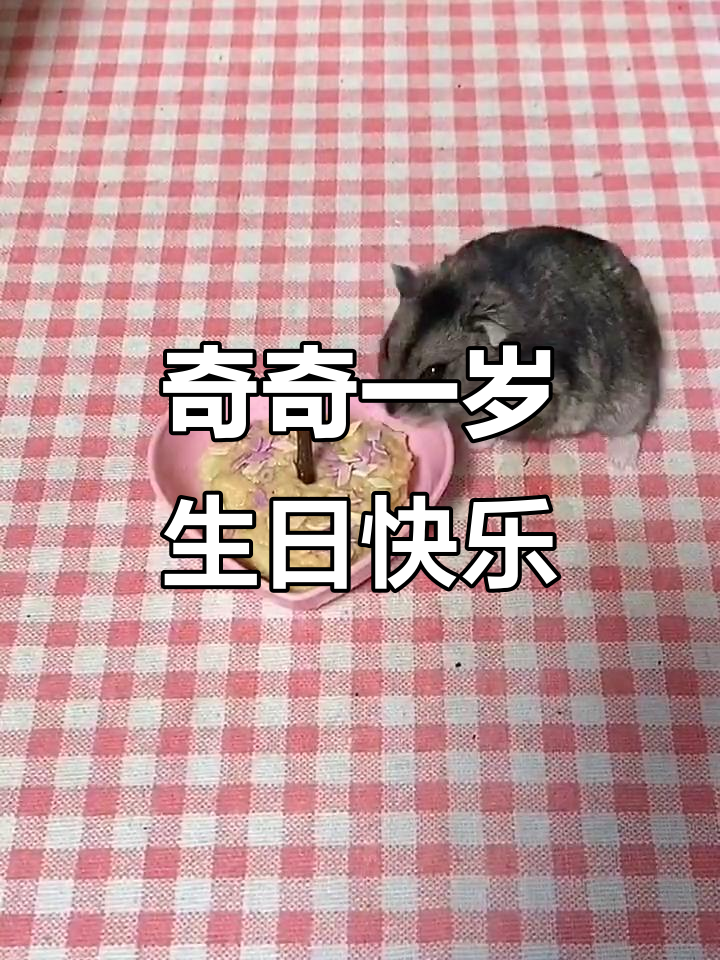 奇奇的苹果蛋糕生日庆祝,仓鼠也能享受美味!