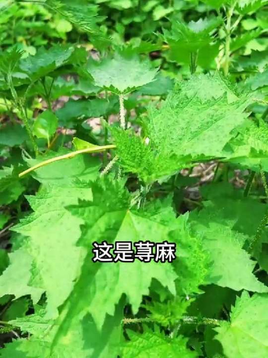 “可食用野菜大合集”一口气带你认识70种野菜,你都吃过几种?