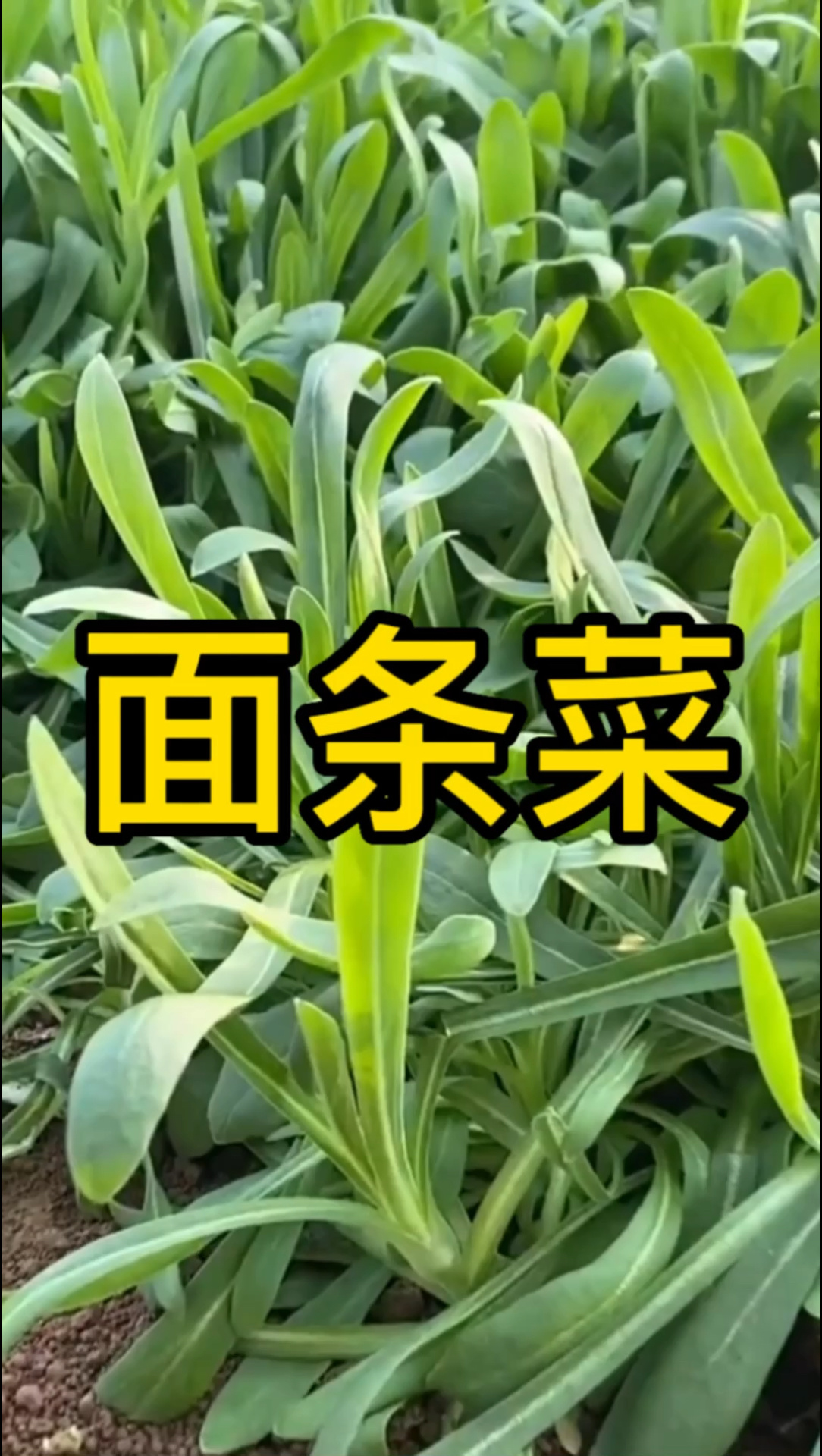 面条菜的好处是啥