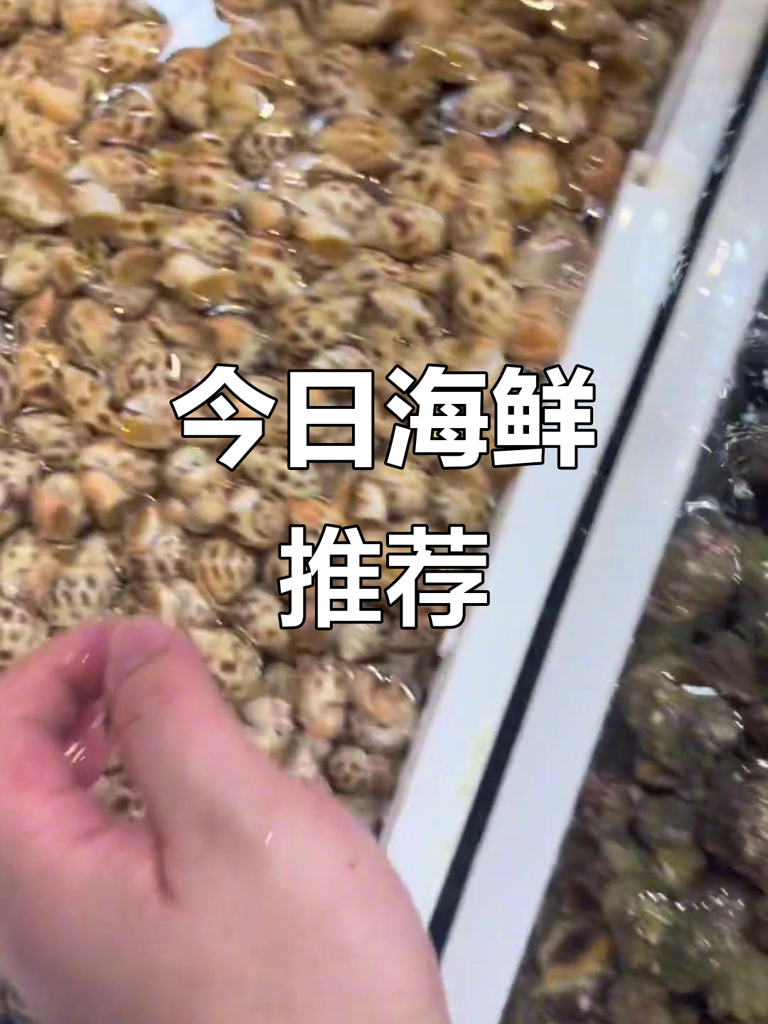 4月8日海鲜市场推荐:花螺、海鱼等价格实惠,新西兰青口超肥