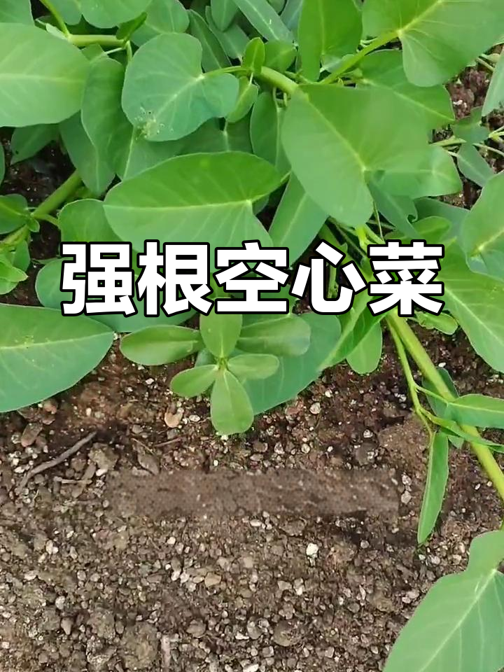 空心菜苗爆盆,根系强壮