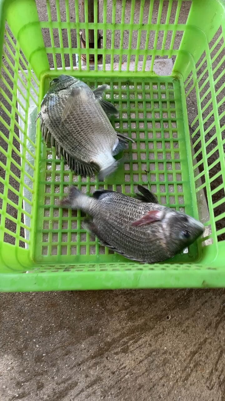 野生黑雕鱼黑翅鱼|东山岛海鲜