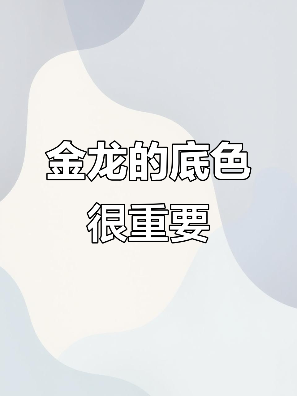 金龙底色深浅决定品质,爬背只是时间问题