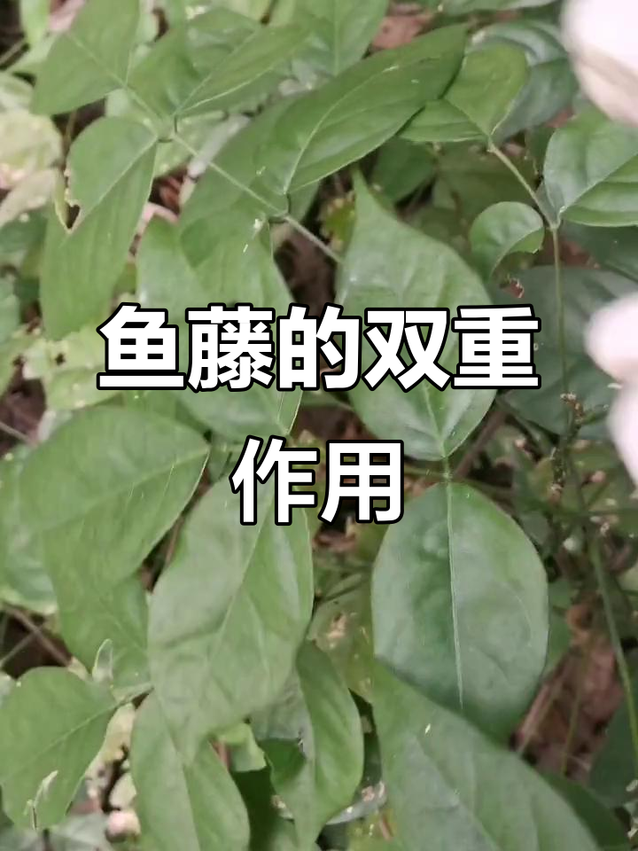 鱼藤的药用与捕捞功能,你家乡有这种神奇植物吗?