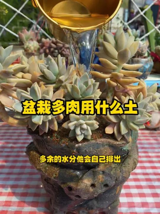 盆栽多肉用什么土