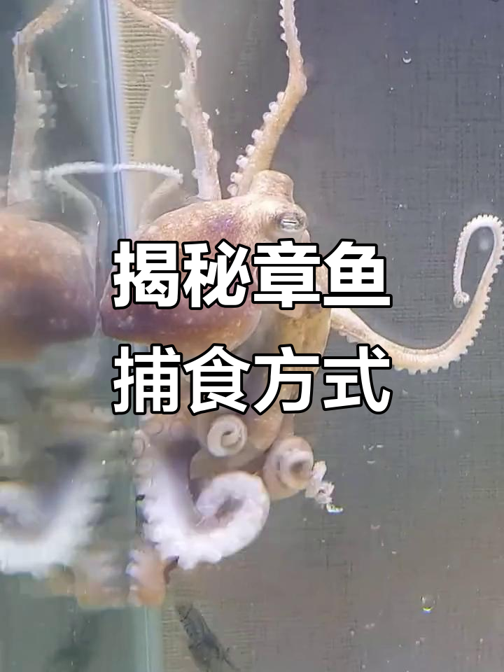 章鱼如何用触手捕捉猎物?看大章鱼的独特进食技巧