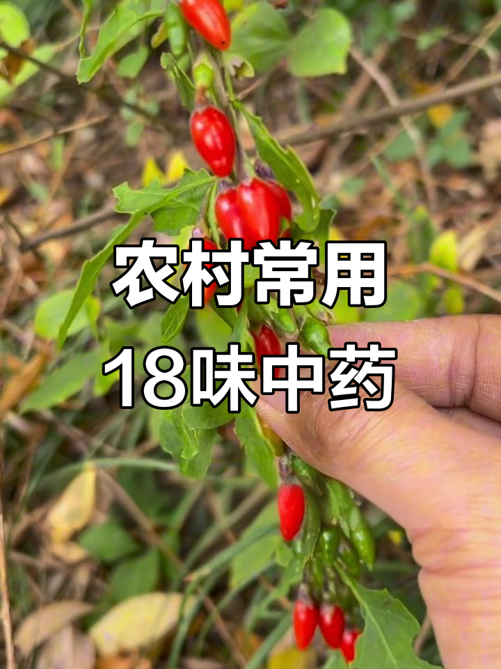 18种常见农村中草药,了解它们的功效与作用