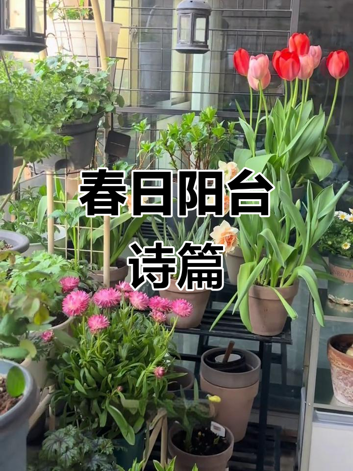 春分时节,阳台绿意盎然,花枝伸展,诗意与温暖共舞