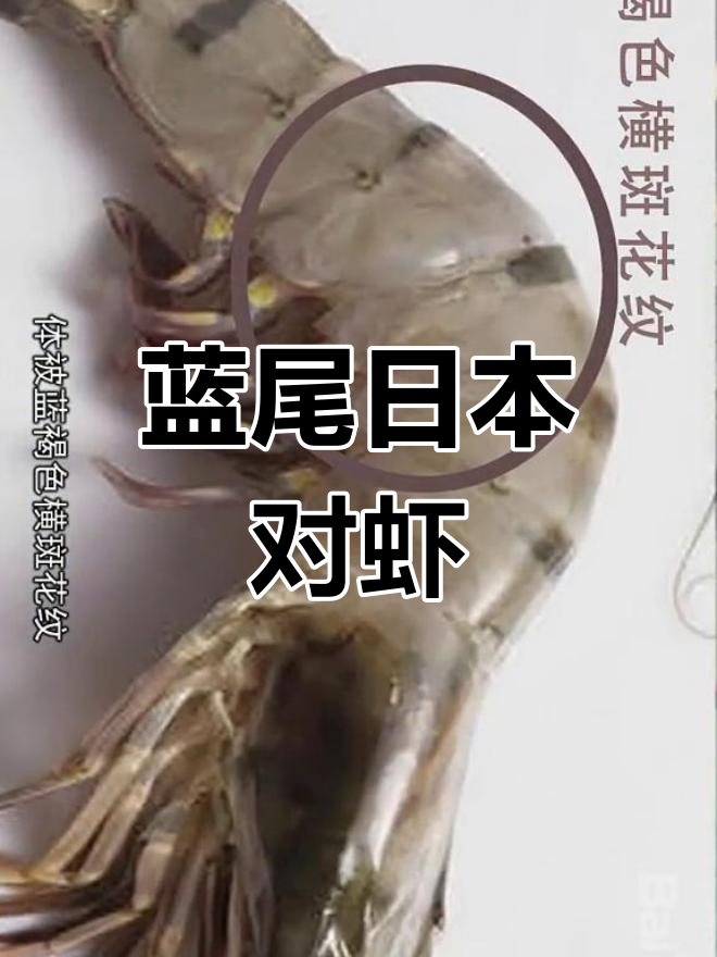 日本对虾尾部蓝色,与斑节区别明显
