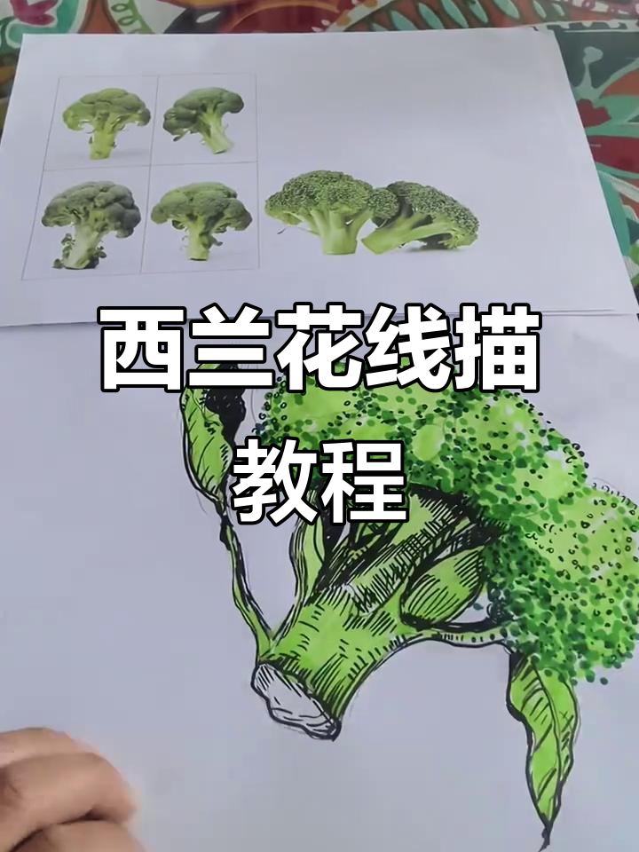 轻松画出西兰花线描,步骤简单又有趣