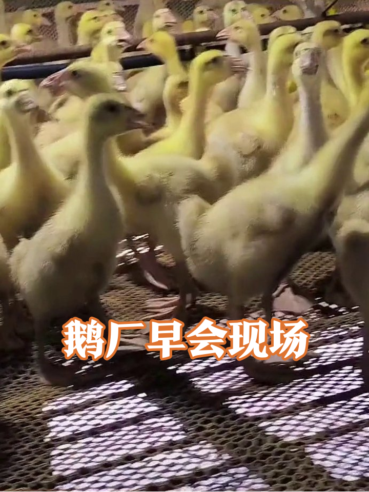 小鹅开晨会小鸭蹦迪,这热闹程度堪比早八赶地铁!