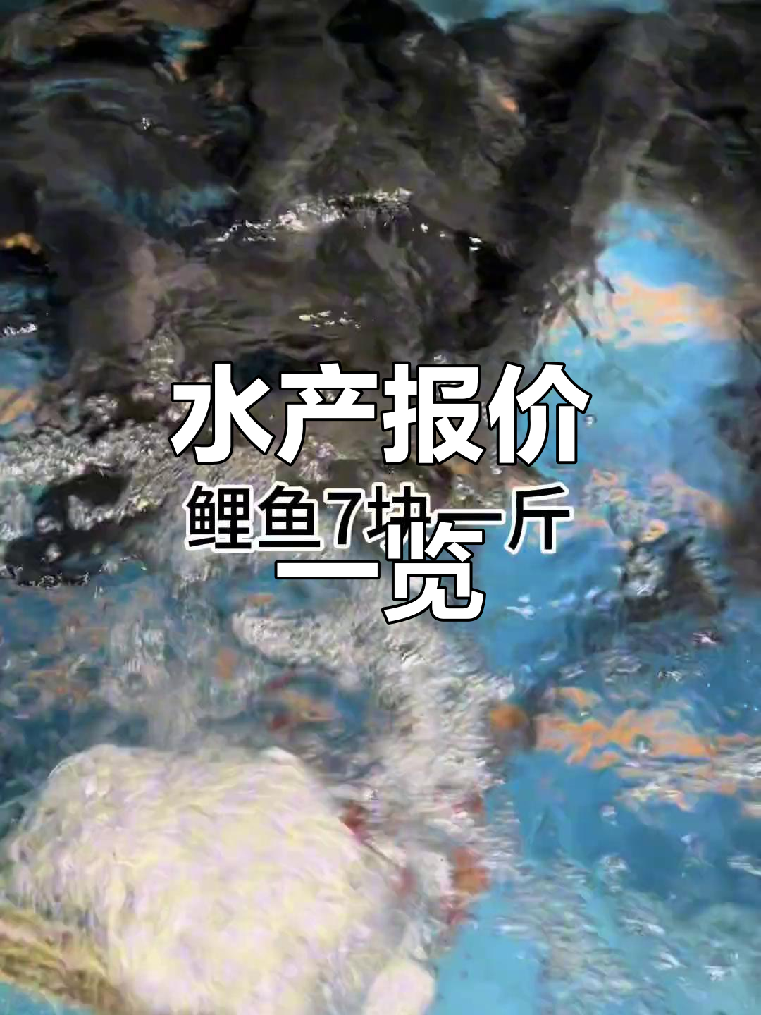 九月五日水产市场价格大揭秘,龙虾竟涨到155元一斤!
