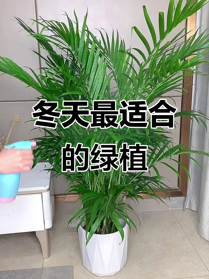 冬季客厅必备绿植,富贵椰子让空气清新又保暖