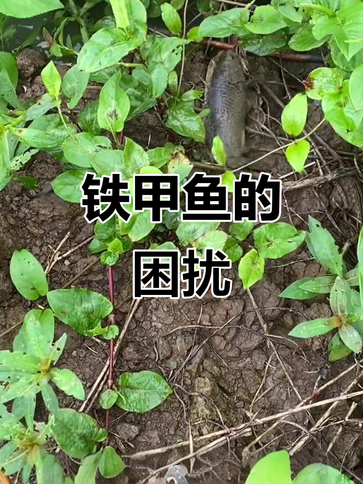 铁甲鱼,虾农的噩梦,繁殖力惊人,防治成本高昂!