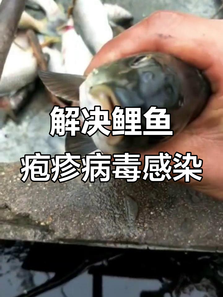 鲤鱼疱疹病毒防治方案,轻松应对死亡问题