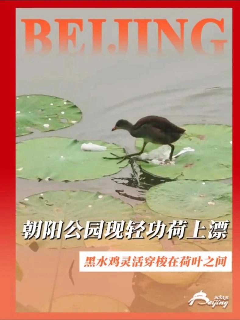 在朝阳公园遇到了“轻功高手”。近日,网友拍到一只黑水鸡灵活穿梭在荷叶之间,仿佛重现了武侠小