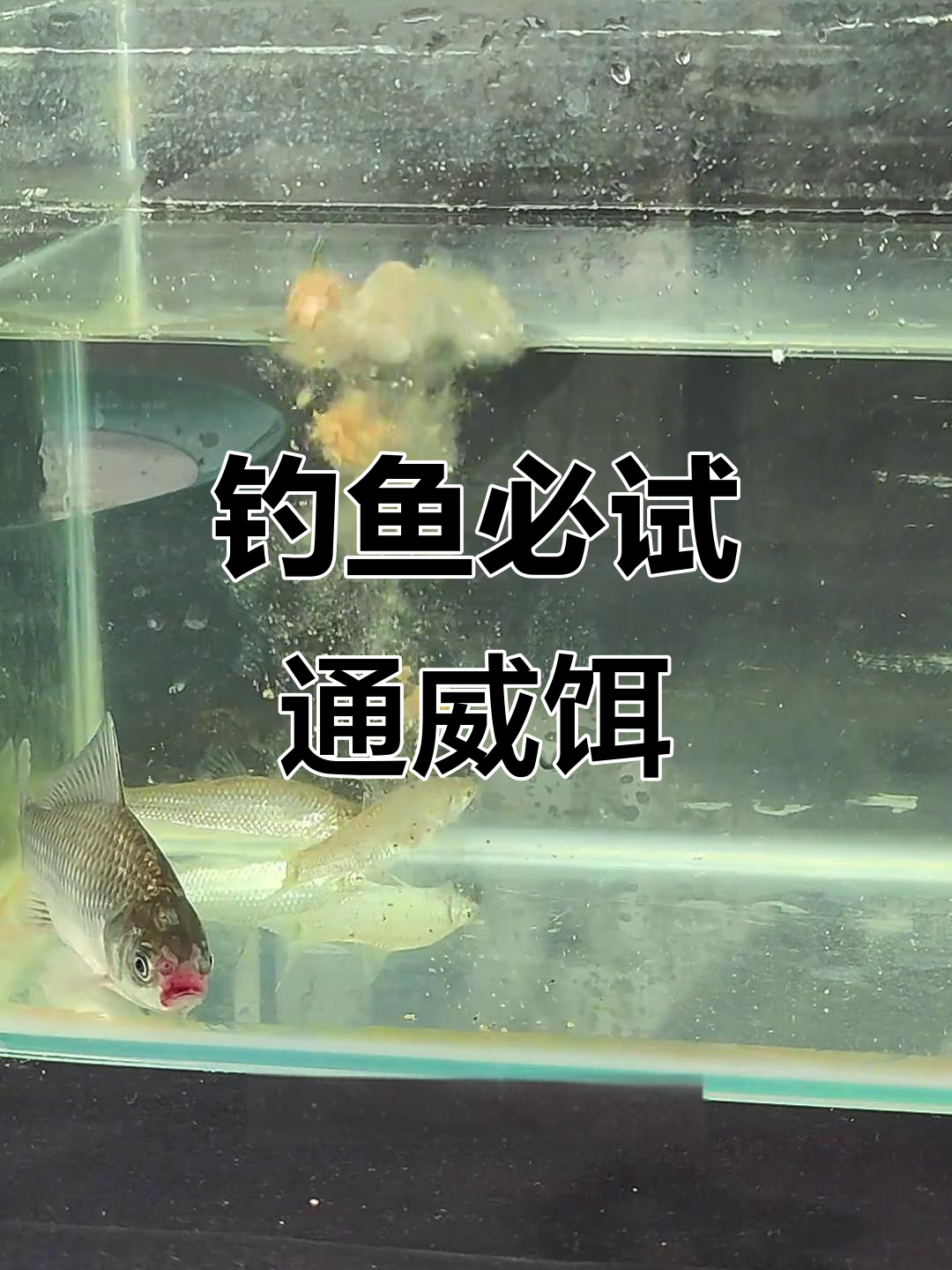 通威饵料，野钓鲫鲤必备，附钩力强、雾化持久