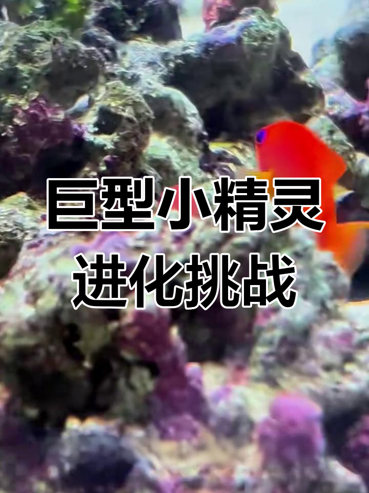 小精灵鱼进化大作战,紫色公鱼能否诞生?