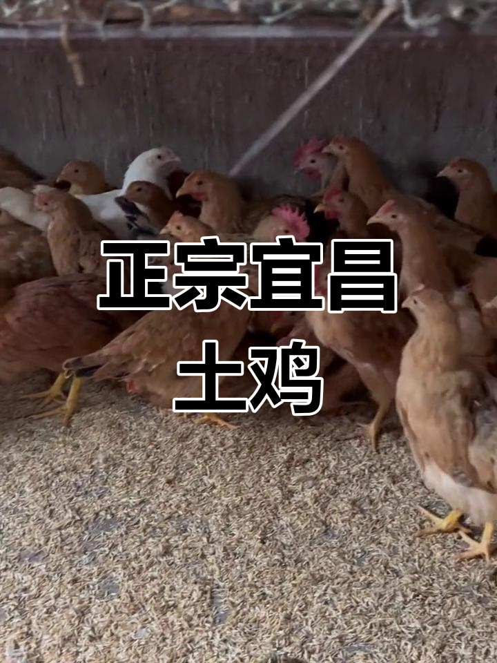 宜昌本地散养土鸡,5斤左右,新鲜到货