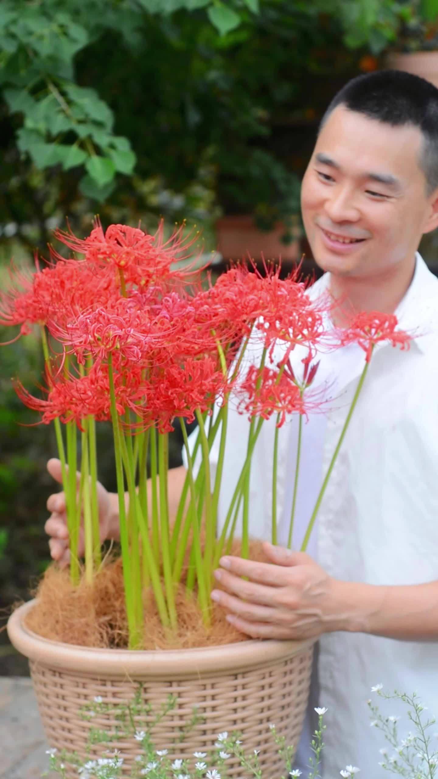 种过彼岸花的,都被它惊艳到了!彼岸花也叫曼珠沙华,先开花后长叶,花叶永不相见,真的有点美的