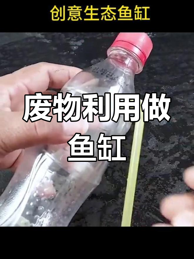 鱼缸变废为宝,DIY生态造景大揭秘