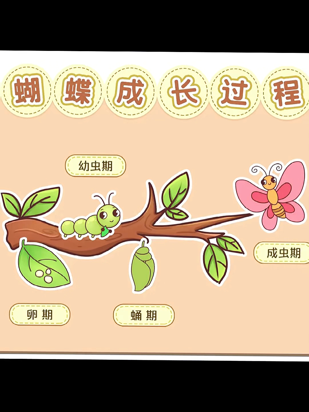 科学区——蝴蝶的生长过程
