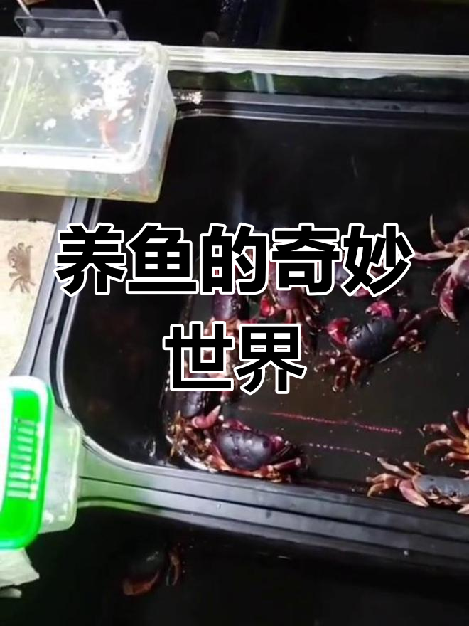 鱼店大揭秘:从灵芝蟹到六角恐龙,各种奇特鱼类一网打尽