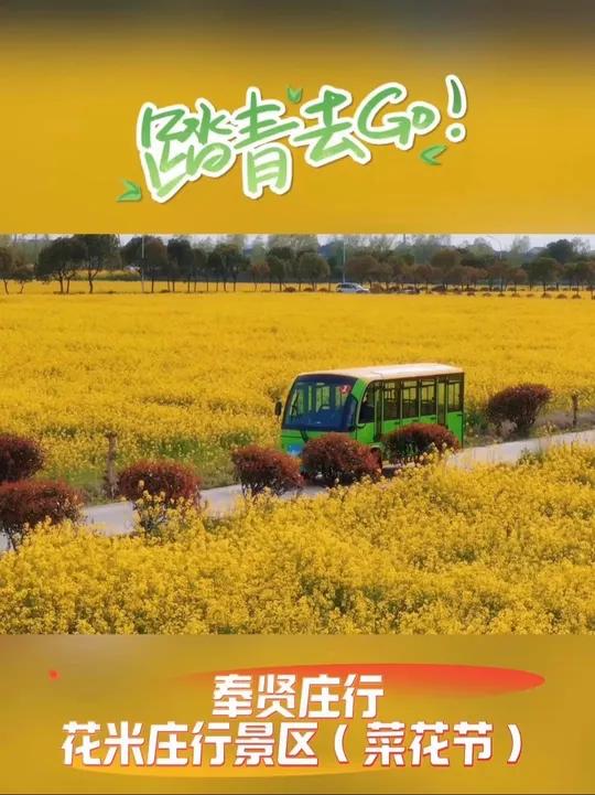 gogogo出发喽!清明来上海奉贤庄行菜花节踏青吧