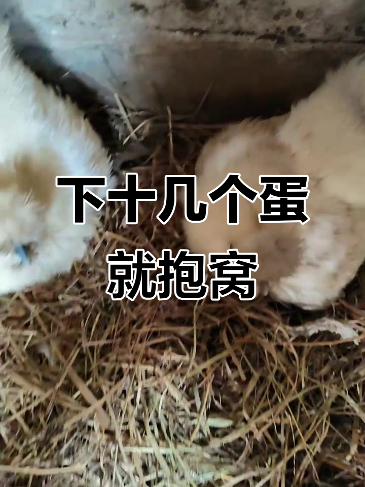 泰和乌鸡下蛋后爆窝,仅剩两只小鸡