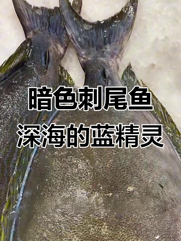 蓝精灵般的深海珊瑚鱼,暗色刺尾鱼的神秘魅力