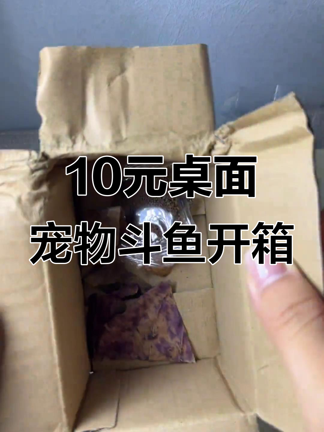 斗鱼饲养全攻略:如何让半月形斗鱼健康成长