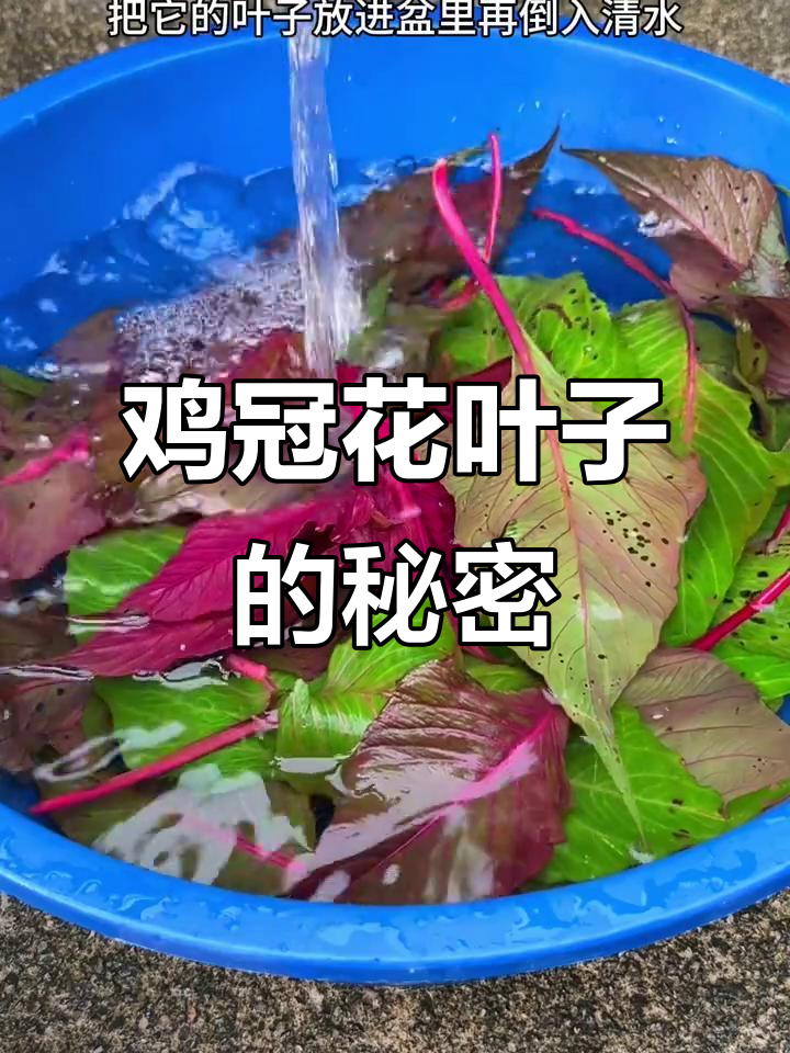 农村鸡冠花叶子晒干竟是宝贝,你认识吗?