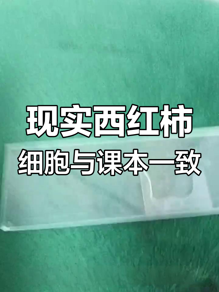 西红柿果肉细胞竟然和课本一模一样,太神奇了!