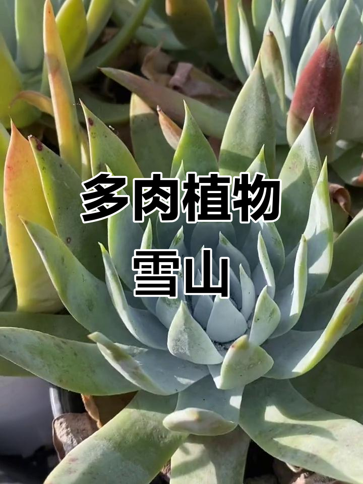 雪山多肉植物,美丽又耐寒
