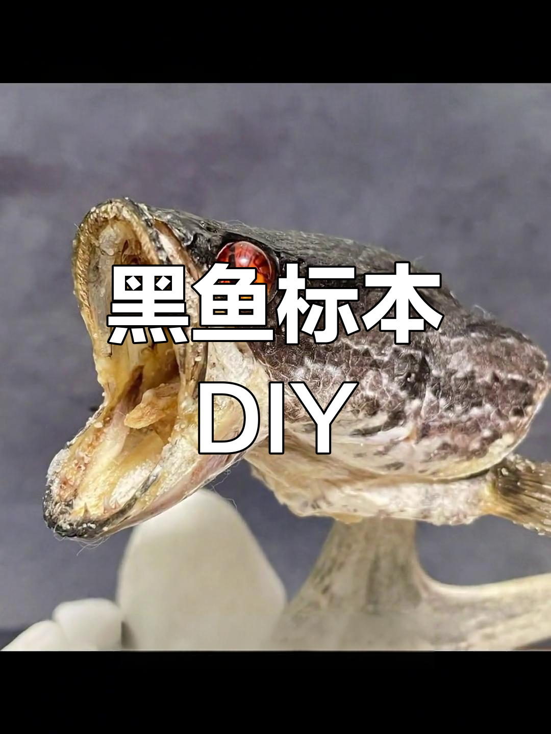 黑鱼标本制作全流程,轻松学会!
