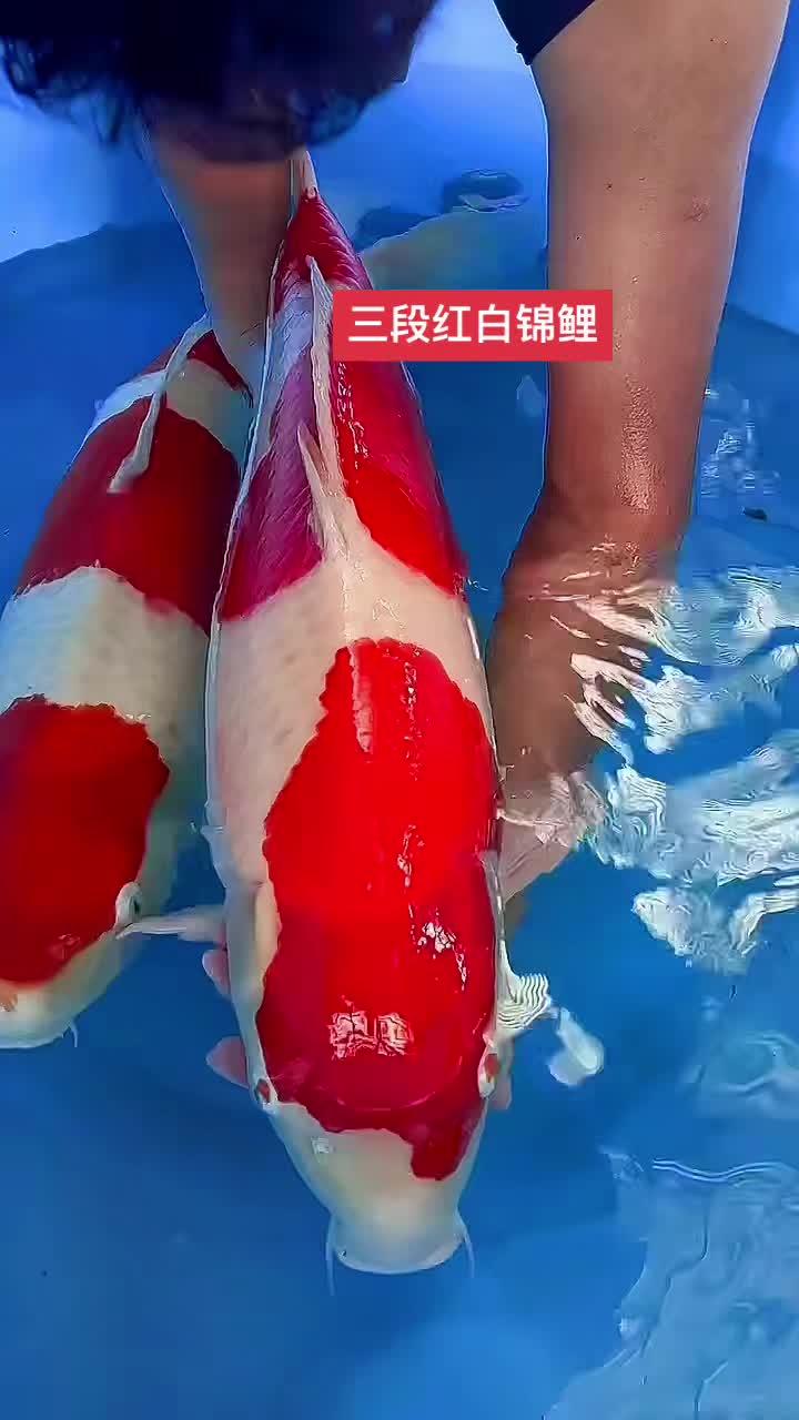 精品锦鲤 三段红白锦鲤 见锦鲤者发发发 观赏鱼品种大全