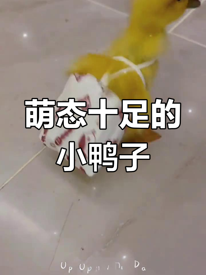 小黄鸭穿上“屎兜子”瞬间可爱爆棚