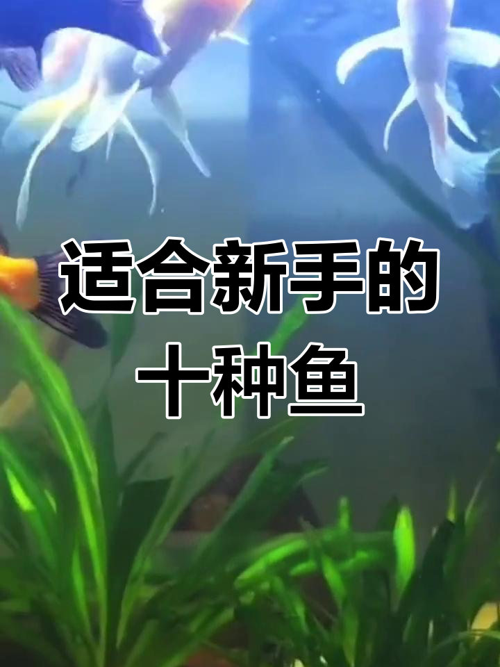 新手必养十大观赏鱼,轻松饲养又美丽