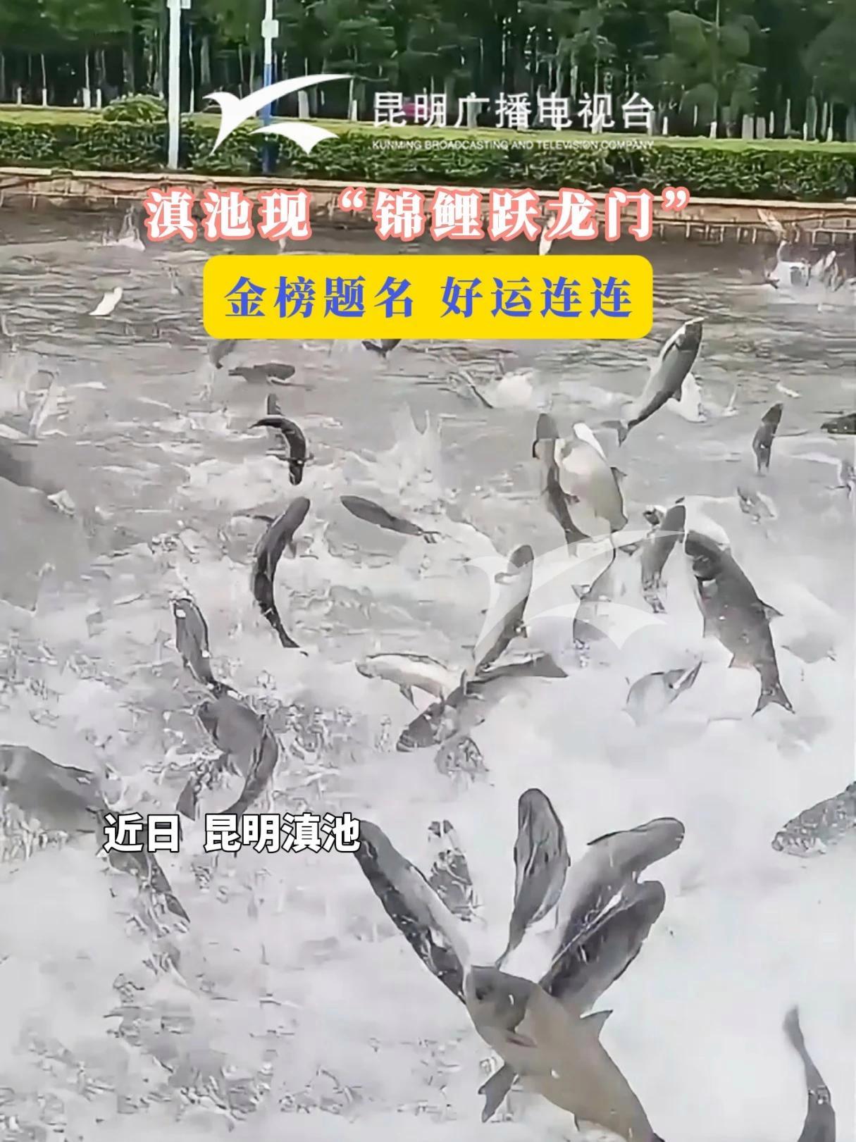 滇池现“锦鲤跃龙门”;金榜题名,好运连连!鲤鱼跳龙门 金榜题名 滇池 高考加油 热点