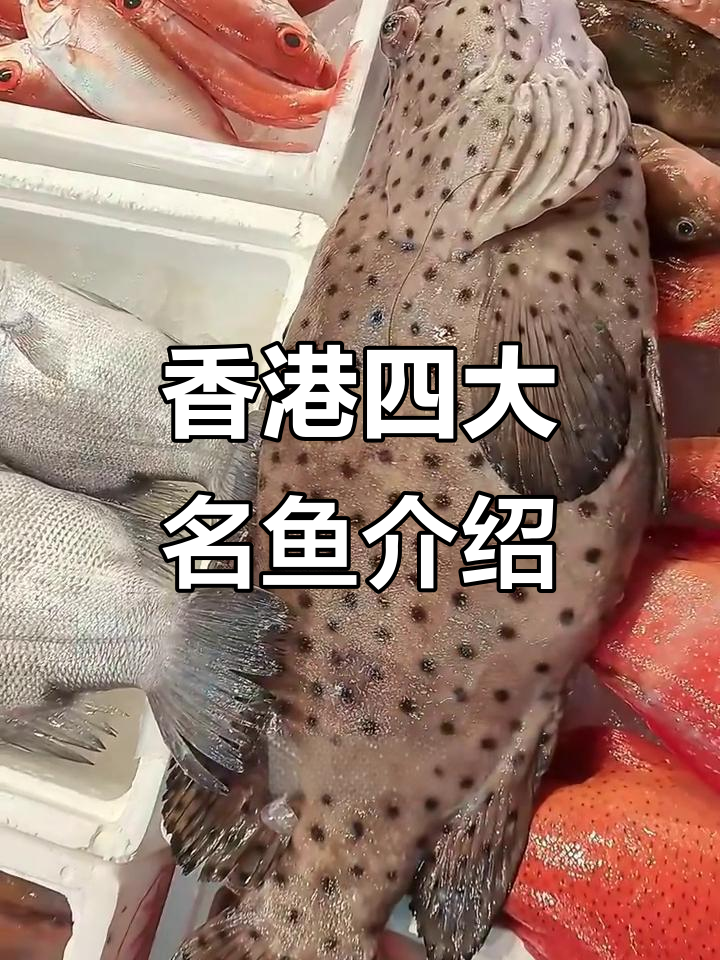 香港四大名鱼大揭秘:老鼠斑、苏梅、黄斑和青衣的独特美味